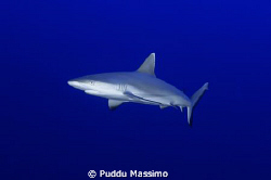 white tip shark taken in fesdhoo atol nikon d2x 12-24mm by Puddu Massimo 